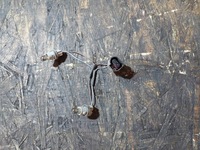 фото thumb №6, Вкладиш лампи лівий лівий задня задній skoda roomster 1j0973722