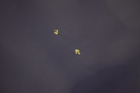 фото thumb №4, Капот крышка двигателя mini one cooper r50 a24/5 lift