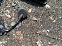 фото thumb №9, Зеркало наружное левая ly7w audi a6 c6