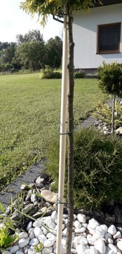 Podpórka podpora warzyw papryki 80 cm 22 mm opaski