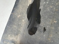 фото thumb №13, Бампер audi rs4 8w9 8w9807511r 15-19 задняя задний диффузор