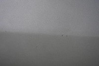 фото thumb №9, Дверь левая 694 met alfa romeo 147 00-04 3d