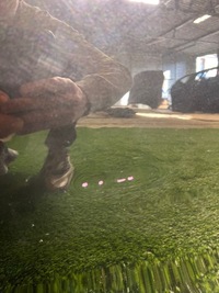 фото thumb №6, Двері правий перед передні mini cooper f56 f57