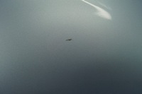 фото thumb №7, Крила правий перед mazda 5 33y