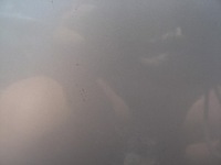 фото thumb №4, Капот ford galaxy mk1 lift 00-06 satin silver