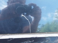 фото thumb №5, Двері ліва lz9w audi a3 8p 2.0 tdi 3 двері