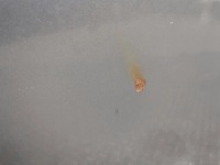 фото thumb №6, Капот кришка двигуна audi a4 b8 ly7g