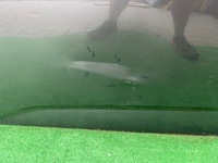 фото thumb №11, Peugeot 308 t10 iii 2021- дверь левая передние левый перед