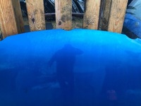 фото thumb №7, Vw polo 9n капот крышка двигателя lw5z