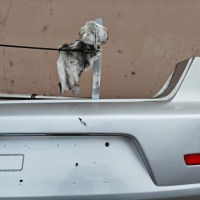 фото thumb №10, Задний бампер alfa romeo 159 2005- 565/a sedan универсал