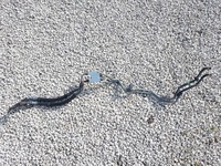 фото thumb №11, Дроти оливи коробки maserati ghibli 3.0 d