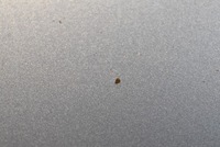 фото thumb №5, Капот кришка двигуна блакитний ford mondeo mk3 lift 03-07