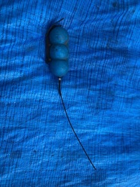 фото thumb №1, Бак вакуум audi a6 s6 c5 4.2 v8