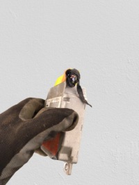 Датчик подушка безопасности a4 b5 98r Цена, фото thumb