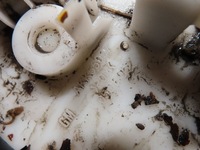 фото thumb №7, Opel antara 2.4 насос топлива, поплавок akk55097