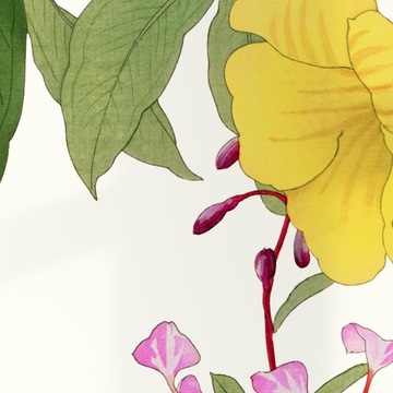 KLARKIA DZIEROTKA ALLAMANDA sztuka japońska dekoracja vintage 21x30 (A4)