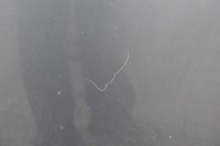 фото thumb №9, Skoda roomster капот крышка отсек двигателя шумоизоляция