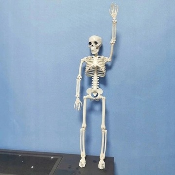 MODEL ANATOMICZNY SZKIELETU CZŁOWIEKA