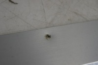 фото thumb №8, Leon iii fr молдинг поріг підсвічена накладки