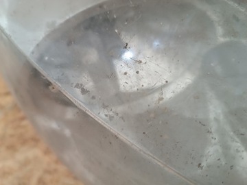 фото thumb №11, 89900879 лампа правые перед eu peugeot 207