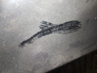 A8 d3 рестайлинг  4.2 tdi v8 bvn поддон масляная комплект в Украине, фото thumb