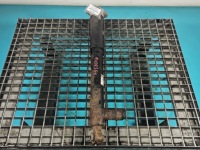 фото thumb №1, Амортизатор задня правий airmatic mercedes cls ii c218 14-18 задній