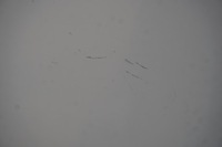 фото thumb №10, Suzuki baleno fe дверь задние левая 26u белый 2019год стекло