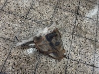 Мост задний дифференциал 9043531010 36:11 mercedes vito viano w639 w 639 рестайлинг  04-13 Недорого, фото thumb