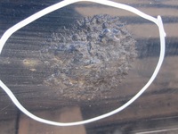 фото thumb №9, Bmw e38 рестайлінг 01r двері ліві зад