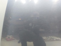 фото thumb №14, Капот кришка передня mazda mpv 2003r granatowa