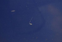 фото thumb №9, Дверь правое перед передние niebieskie honda jazz 3 iii 08-15