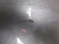 фото thumb №7, Audi a6 c6 капот ly7q оригінал