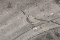 фото thumb №10, Підкрилок ліва задні subaru legacy v bm 59122ag010 2.0l бензиновий 118kw 2005