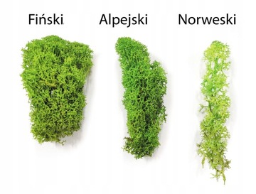 Mech chrobotek fiński 500g