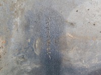 фото thumb №10, Крыло перед правые renault scenic ii конквест серебряный ted69