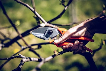 МАЛЕНЬКИЕ ЯКОРНЫЕ САДОВЫЕ ПРЕДОХРАНИТЕЛИ ДЛЯ ВЕТВЕЙ LOWE 6 20см для левшей