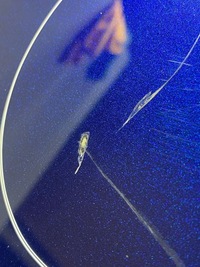 фото thumb №13, Audi q5 sq5 крышка передняя / капот двигателя