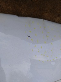 фото thumb №7, Двері лівий задня задні master iii 3 lift renault