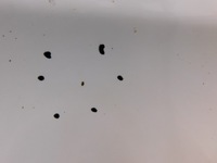 фото thumb №6, Дверь правое перед transit connect 1.8tdci 06r