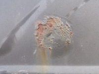 фото thumb №5, Дверь левая передние mercedes w201