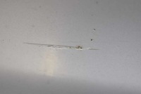 фото thumb №11, Двері ліва задня задні сріблястий toyota corolla verso 2 ii 01-06