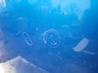 фото thumb №10, Dacia logan sandero ii 2 12- капот крышка двигателя