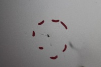 Капот крышка двигателя s-max mk1 kol. 58 06-10 с Разборки, фото thumb