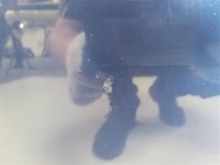 фото thumb №7, Капот peugeot 307 r 2001-2005 код лакофарбового покриття ege