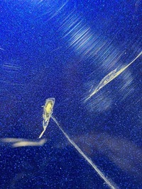 фото thumb №14, Audi q5 sq5 крышка передняя / капот двигателя