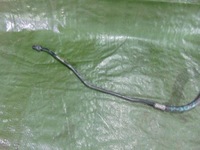 фото thumb №4, Peugeot 307 1.6 hdi шланг труба цилиндр сцепления