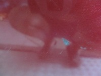 фото thumb №5, Дверь левый задняя ford mondeo mk3 1.0 sedan