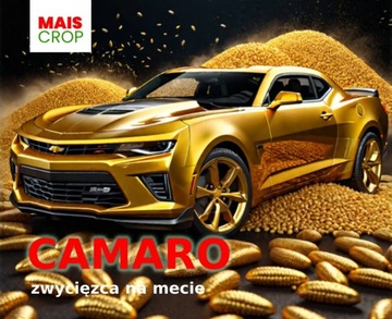 Семена кукурузы Camaro FAO 240-250 50тыс, отличная кукуруза на зерно
