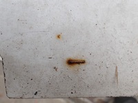 фото thumb №11, Молдинг порог левая dodge charger ii gen vi 2014 3.6 6686