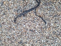 фото thumb №6, Kia picanto i рулевая рейка трансмиссия europa